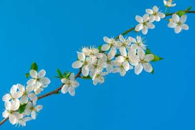 高清壁纸 樱花 花朵 分行 白色的花 白色的花瓣 盛开 开花