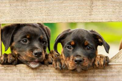 罗威纳犬 小狗 狗 可爱 动物 农场 宠物 甜的 狗 狗 狗