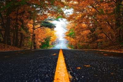 秋天 街道 树叶 车道 叶子 秋天的树叶 秋叶 秋天的颜色