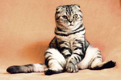 猫 小猫 宠物 动物 家猫 猫科动物 坐着 有趣的 可爱的