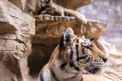 老虎 动物 动物园 哺乳动物 大猫 猫 野生猫 野生动物 荒野