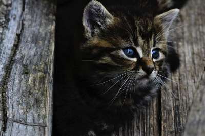 猫 小猫 宠物 基蒂 头 脸 胡须 年轻的猫 动物 国内的猫