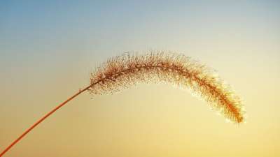 大自然壁纸 自然壁纸 高清壁纸 草 秋天 晨露 日落 露珠 自然