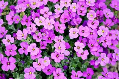 紫色的 花朵 花瓣 盛开 开花 植物群 花艺 园艺 植物学