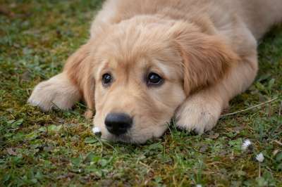 狗 小狗 金毛猎犬 品种 宠物 犬类 动物 哺乳动物 纯种狗