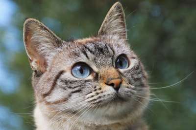 猫 宠物 动物 毛皮 晶须 悲伤的眼睛 艾米李 耳朵 小猫