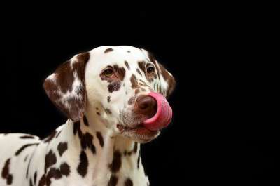 达尔马提亚 狗 舔 舌头 宠物 动物 家犬 狗品种 犬类