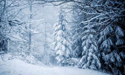 树木 森林 雪 下雪的 寒冷的 田园风光 山 冬天 幻想 自然