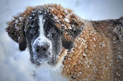 狗 家畜 雪 世界上的动物 动物 毛皮 鼻子 哺乳动物 冬天