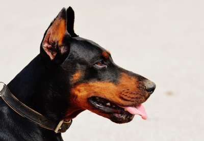 杜宾 狗 宠物 动物 家犬 犬类 哺乳动物 肖像 动物世界