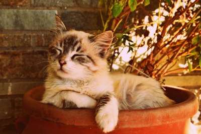 小猫在一个锅里睡着了 美丽的猫睡着了 宠物肖像 可爱的 毛茸茸的 甜的