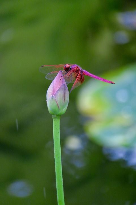 蜻蜓 荷 荷叶 池塘 昆虫 大自然 池塘植物 飛翔 綠色 花草