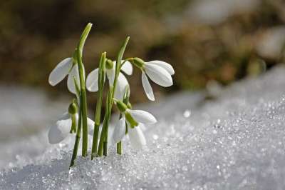 春天 雪花莲 花 春天 春天 春天 春天 春天