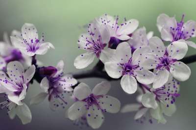 紫色的花朵 开花 盛开 紫色花瓣 雌蕊 花瓣 花朵 开花植物