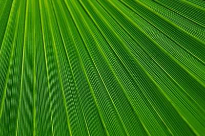 叶子 植物 背景 棕榈 绿色 线 质地 热带 植物群 叶子