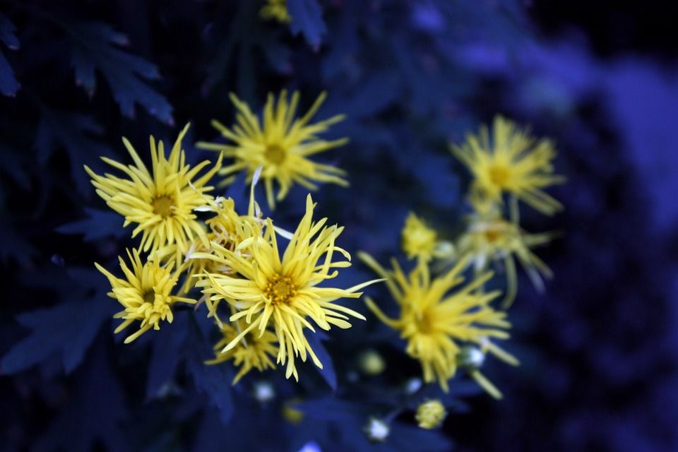 菊花, 黃色, 叢聚, 背景, 藍, 印象, 花草
