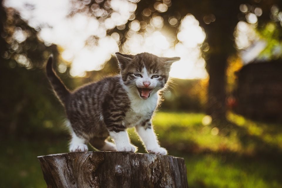 猫, 小猫, 宠物, 动物, 哺乳动物, 毛皮, 胡须, 猫, 猫, 猫, 猫