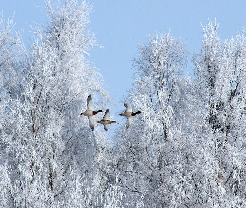 冬天, 鸟类, 鹅, 雪, 冰, 自然, 飞行, 航班, 天空, 目睹, 美丽的