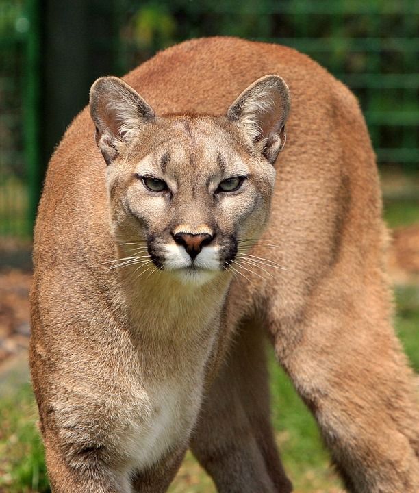 美洲狮 山狮 大猫 猫科动物 动物 野生动物 自然 肖像 特写