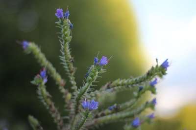 自然花 森林花 野花 花草 自然 春天 绿色 树 环境 草