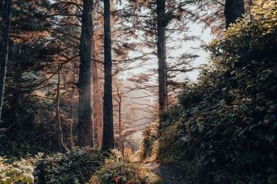 森林 树木 踪迹 小路 荒野 旅行 勘探 户外 森林 森林