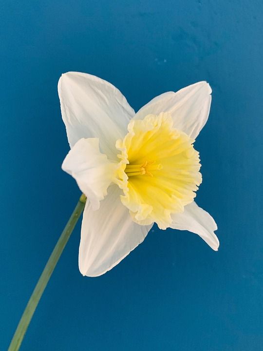 水仙花 花卉 春天 黄色 白色 春暖花开 春天的花朵 植物区系