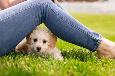 小狗 狗 哺乳动物 可爱的 小的 纯种 犬类 甜的