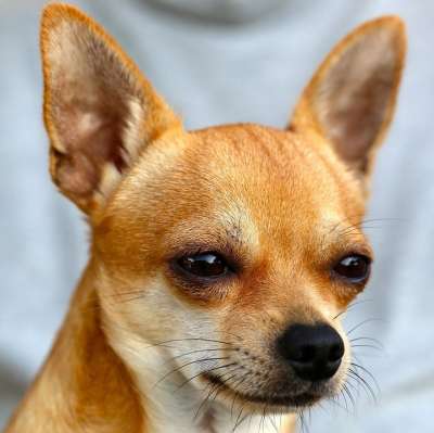 奇瓦瓦州 狗 宠物 动物 家犬 犬类 哺乳动物 可爱的 肖像