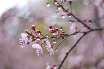 花朵 自然 开花 滴 雨 春天 粉色的 花瓣 分行 树 生长