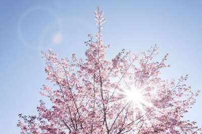春天 樱花 季节性 花朵 日本樱花树 太阳 开花 盛开 天空