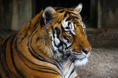 老虎 动物园 野猫