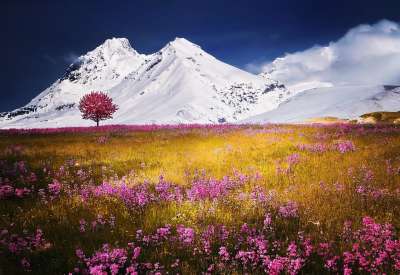 山 阿尔卑斯山 草地 树 花朵 野草 领域 高山 雪山 花场