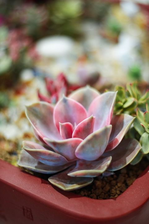 多肉 植物 花草