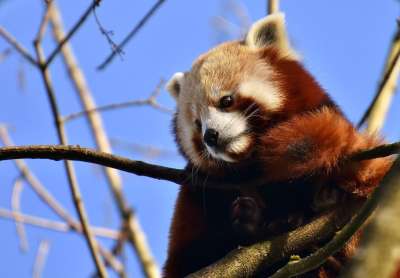 小熊猫 猫熊 熊猫 小白兔 捕食者 哺乳动物 动物园 海拉布伦