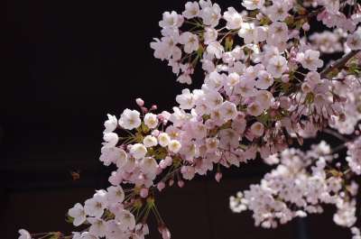 樱花 花 春天 盛开 日本 枝杈 粉色的 开花 树 日本人