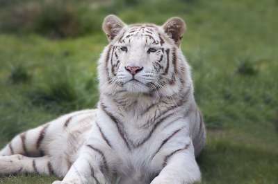 白色的 孟加拉 老虎 动物 野生动物 猫 自然 大 危险