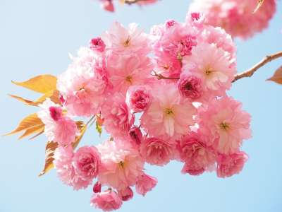 樱花 日本樱花 闻 开花 盛开 观赏樱桃 春天 粉色的 樱桃