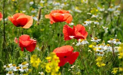 红色的 红色的罂粟花 领域的罂粟花 罂粟 Klatschmohn 花朵