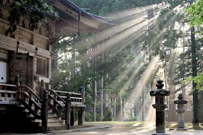 太阳光线 森林 高野山寺 多雾路段 太阳光束 树木 日本 森林