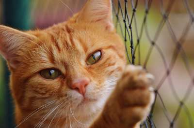 猫 宿醉 红色的 可爱的 鲭鱼 老虎 舒适 动物 家猫 毛皮