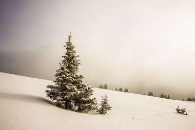 雪 树木 冬天 寒冷的 针叶树 针叶 雪原 连续下坡 雪景