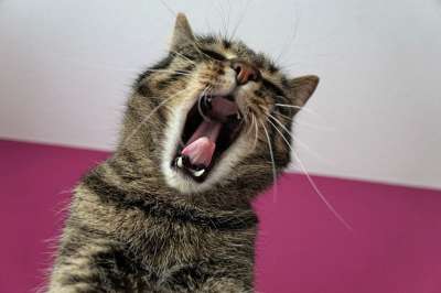 猫 老虎 Tigerle 条 麻烦 厌倦 大猫 动物 捕食者
