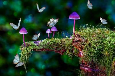 蘑菇 蝴蝶 苔藓 幻想 梦 想象力 超现实的 神秘 森林 魔法