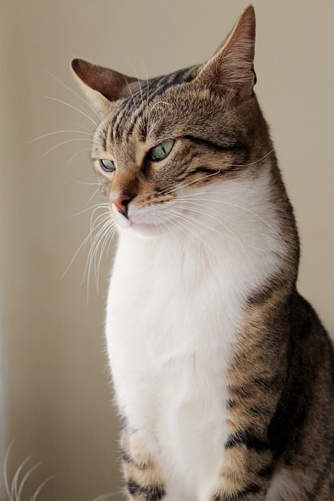 猫 Pat 美丽的 肖像 脸 动物 猫 猫 猫 猫 猫 脸