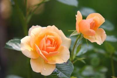 玫瑰 橙色玫瑰 花朵 花瓣 橙花 橙色花瓣 开花 盛开 植物