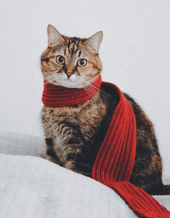 猫, 围巾, 虎斑猫, 温暖的, 肖像, 猫画像, 宠物, 国内的, 猫科动物