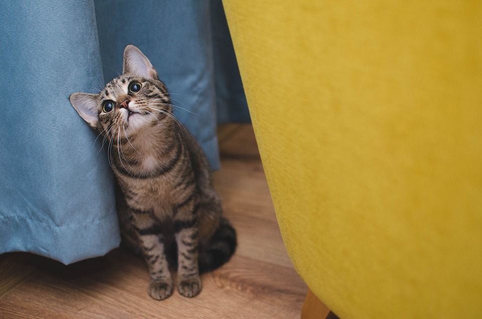 猫, 大花猫, 动物, 坐着的猫, 斑纹, 可爱的, 宠物, 小猫, 猫, 猫