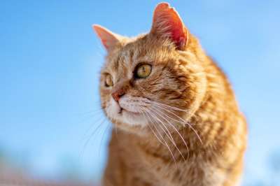 猫 Roux 老的 看 配置文件 动物 猫科动物 猫 猫 猫