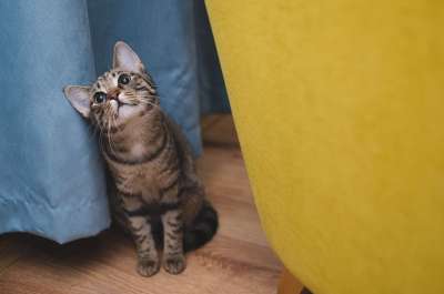 猫 大花猫 动物 坐着的猫 斑纹 可爱的 宠物 小猫 猫 猫