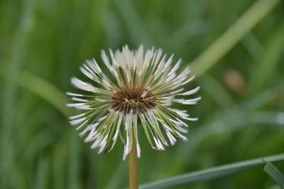白鹭的Pisenlit 种子在风中飞行 蒲公英花 自然 野花 花草地